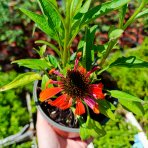 Echinacea purpurová (Echinacea purpurea) ´LAKOTA ORANGE´® - kont. C1,5L